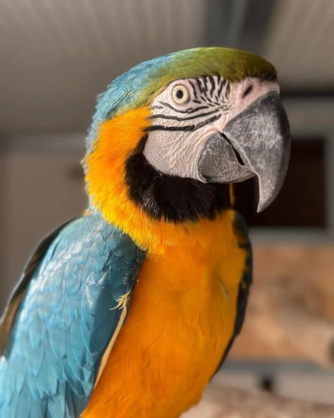 Pappagalli Ara Blu e Oro ben addestrati con buon temperamento e uova. | Foto 1