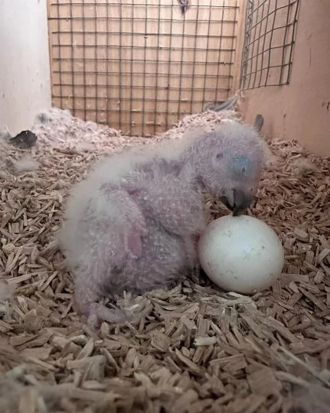 Pappagalli cenerini africani addestrati all'uso della lettiera e con un buon temperamento in vendita | Foto 2
