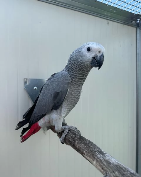 Pappagalli cenerini africani addestrati all'uso della lettiera e con un buon temperamento in vendita | Foto 0
