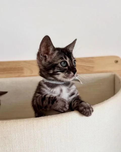 Splendidi gattini del Bengala – Allevati in casa e bellissimi | Foto 2