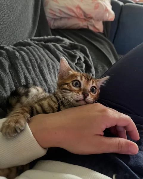 Splendidi gattini del Bengala – Allevati in casa e bellissimi | Foto 1