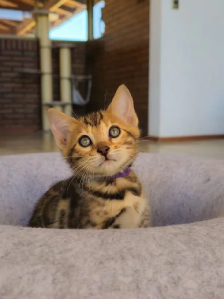 Splendidi gattini del Bengala – Allevati in casa e bellissimi | Foto 0