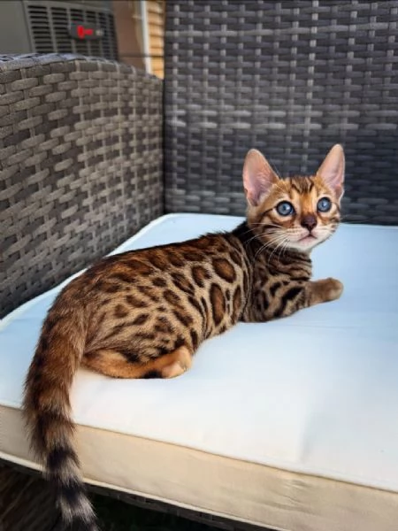 Splendidi gattini del Bengala – Allevati in casa e bellissimi