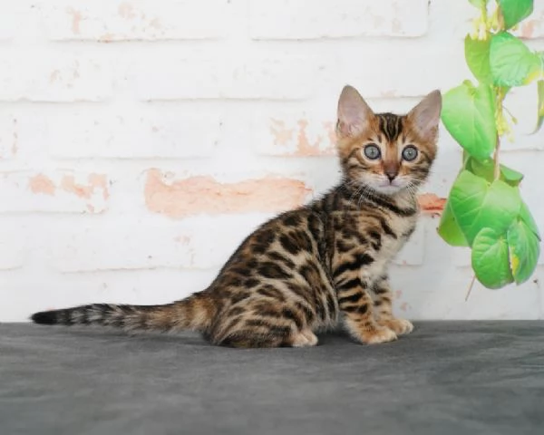 Splendidi gattini del Bengala | Registrati TICA, cercano una nuova casa | Foto 2