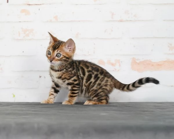 Splendidi gattini del Bengala | Registrati TICA, cercano una nuova casa | Foto 1