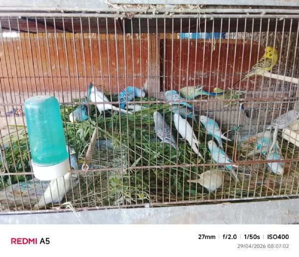 Cocorite/Papagalline