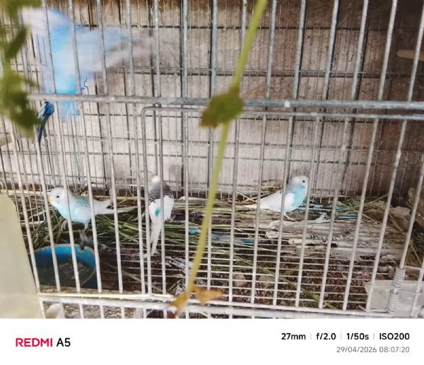 Cocorite/Papagalline | Foto 1