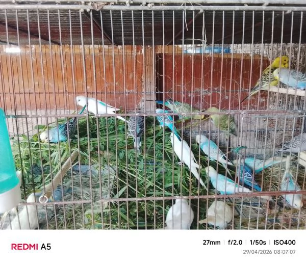 Cocorite/Papagalline | Foto 0