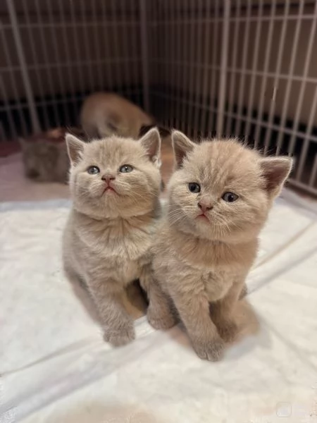 Cuccioli British/Scottish 