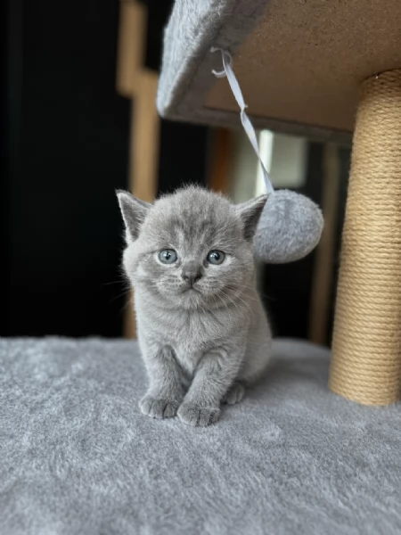 Cuccioli British/Scottish  | Foto 3