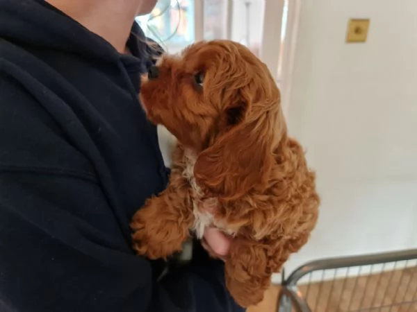 Cuccioli di Cavoodle .. ...