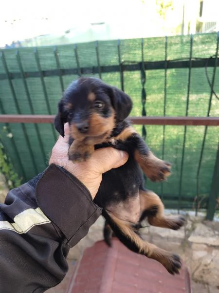 Cuccioli di bassotto mix  | Foto 2
