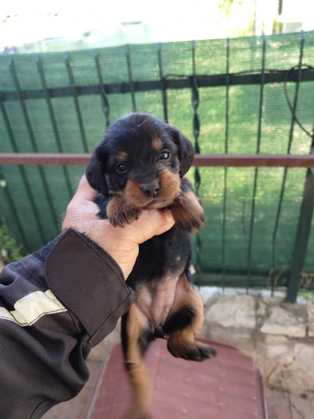 Cuccioli di bassotto mix  | Foto 0