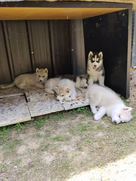 Splendidi cuccioli di siberian husky 