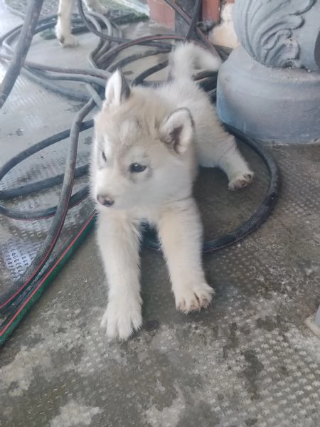 Splendidi cuccioli di siberian husky  | Foto 3
