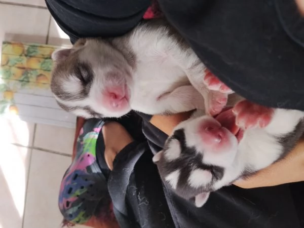 Splendidi cuccioli di siberian husky  | Foto 2