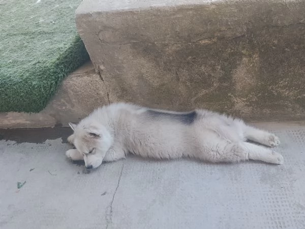 Splendidi cuccioli di siberian husky  | Foto 2