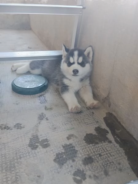 Splendidi cuccioli di siberian husky  | Foto 1