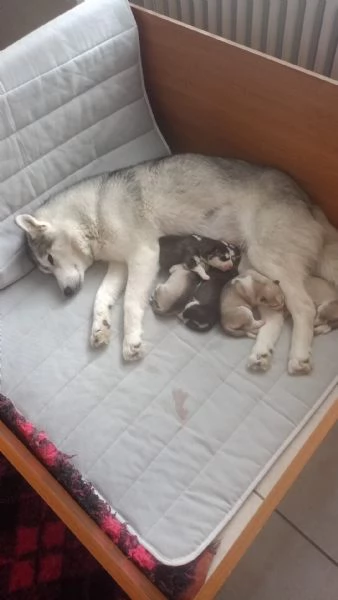 Splendidi cuccioli di siberian husky  | Foto 1