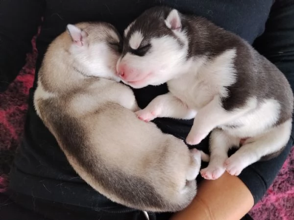 Splendidi cuccioli di siberian husky  | Foto 0