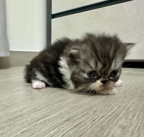 Cuccioli persiani | Foto 5