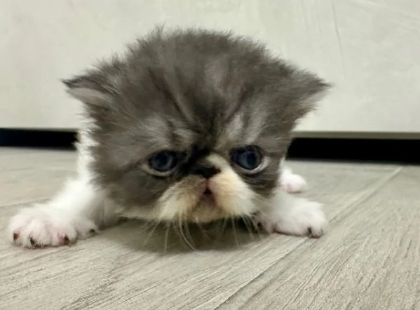 Cuccioli persiani | Foto 4
