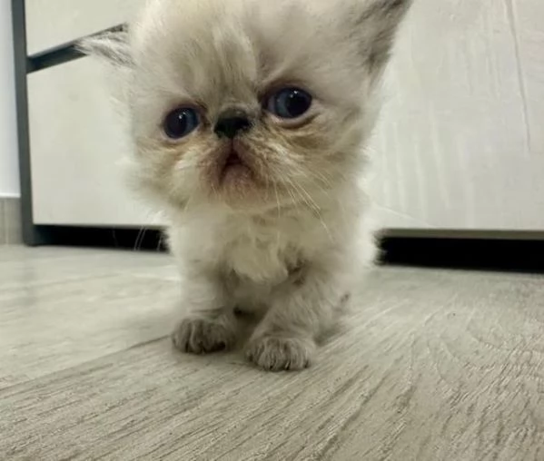 Cuccioli persiani | Foto 3