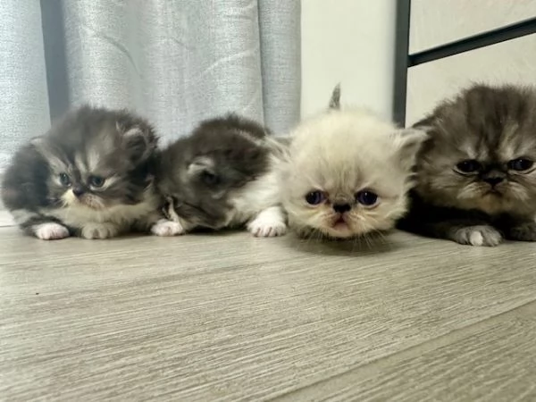 Cuccioli persiani | Foto 1