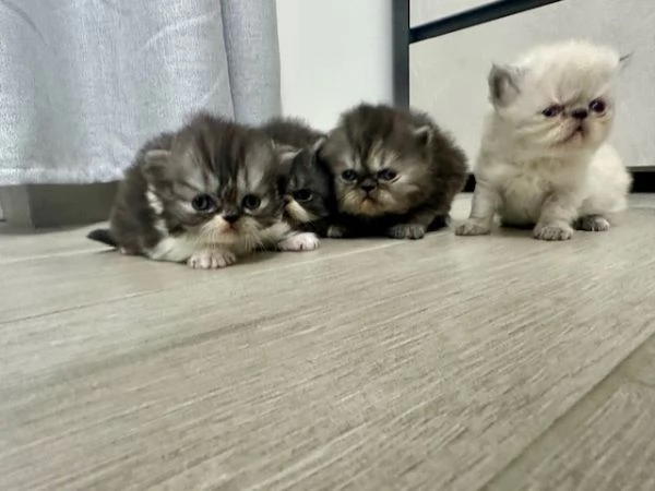Cuccioli persiani | Foto 0