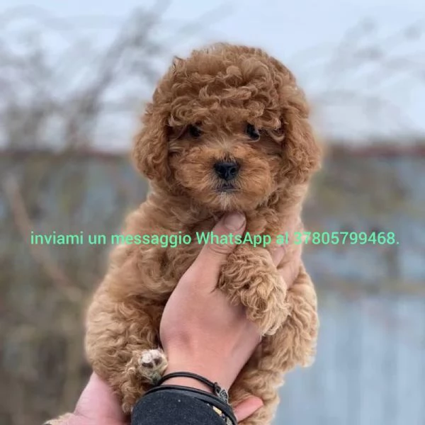 cuccioli di barboncini toy red | Foto 0