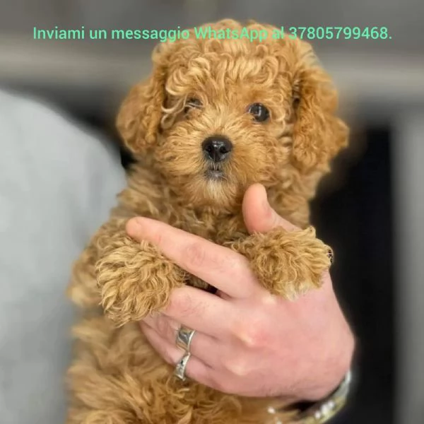 Splendida cucciolata Barboncino Red | Foto 0