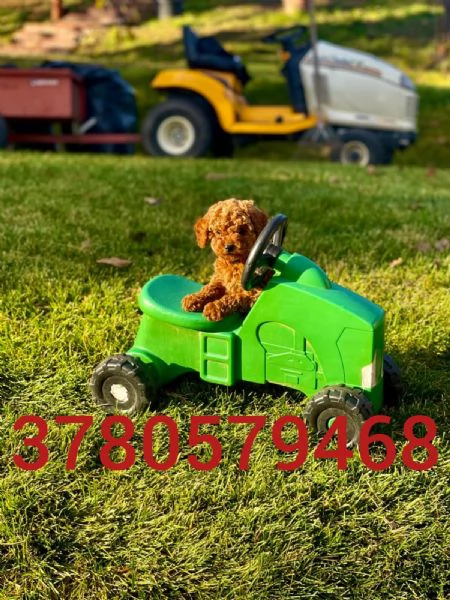 Abbiamo i cuccioli di barboncino