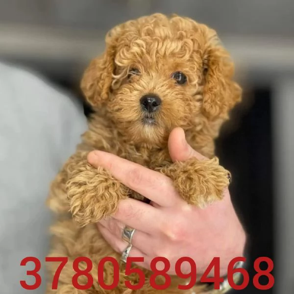 Cuccioli di barboncino toy | Foto 0