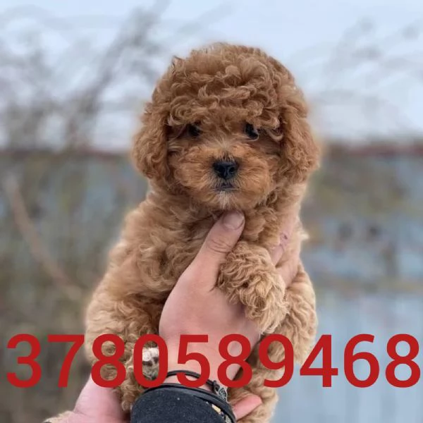 Cuccioli di barboncino toy