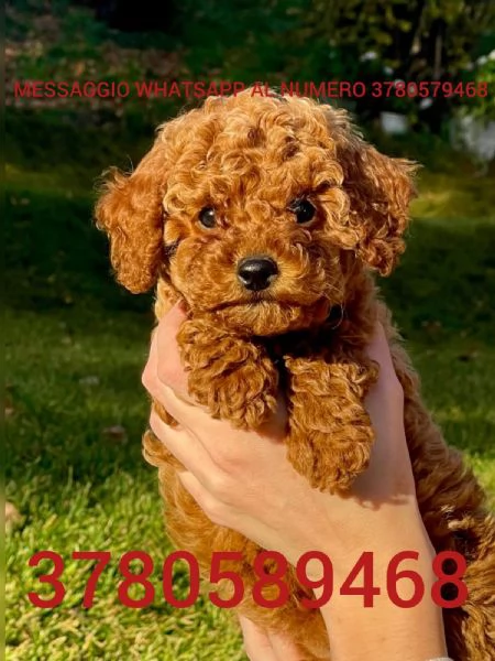 Cuccioli di barboncino  | Foto 0