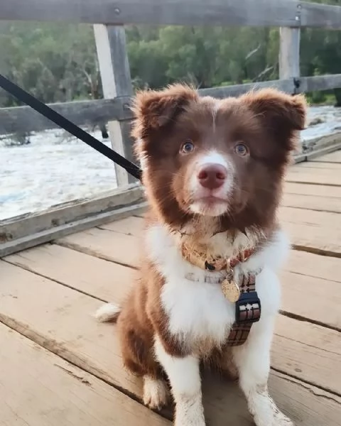 Cuccioli di Border Collie