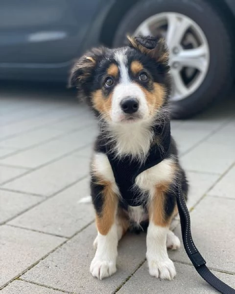 Cuccioli di Border Collie | Foto 0