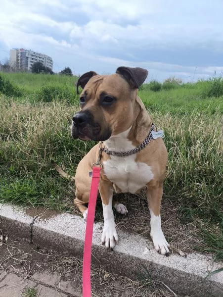 Amstaff 3 anni, buonissima. 