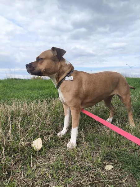 Amstaff 3 anni, buonissima.  | Foto 0