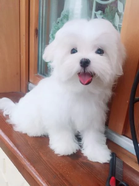 Cuccioli di Maltese M/F