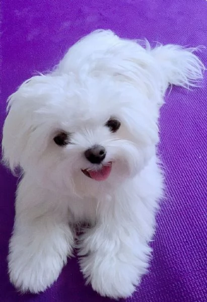 Cuccioli di Maltese M/F | Foto 0