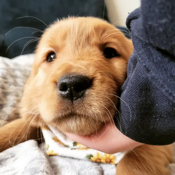 meravigliosi Golden Retriever per adozione | Foto 0