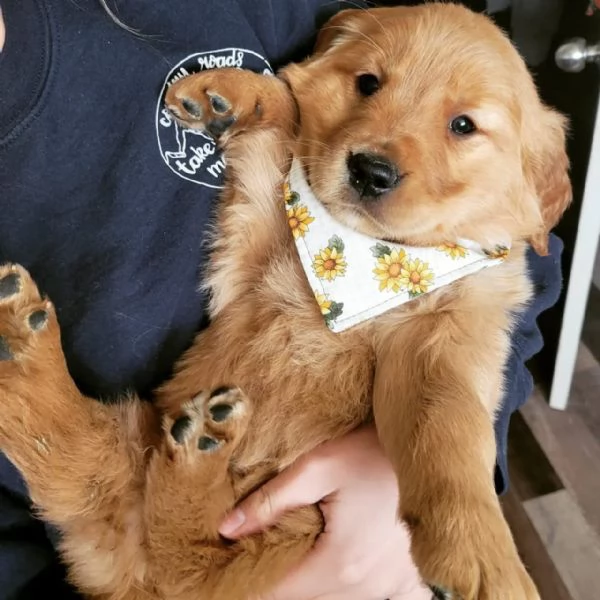 meravigliosi Golden Retriever per adozione | Foto 0