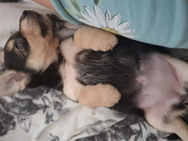 Cane piccola taglia