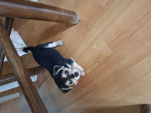 Cane piccola taglia | Foto 1