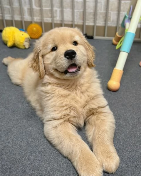 meravigliosi Golden Retriever per adozione