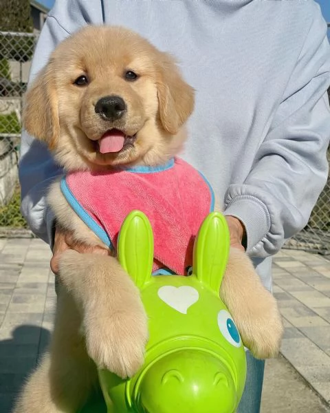 meravigliosi Golden Retriever per adozione | Foto 3