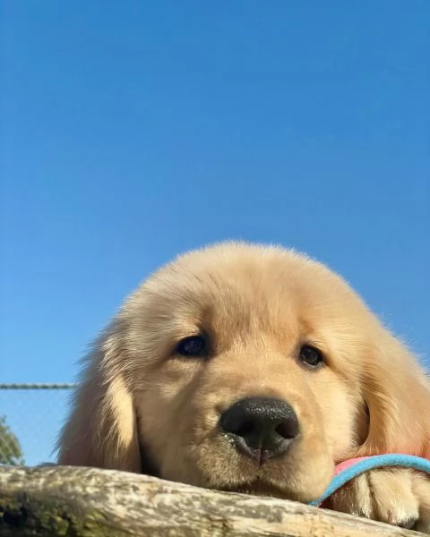meravigliosi Golden Retriever per adozione | Foto 0