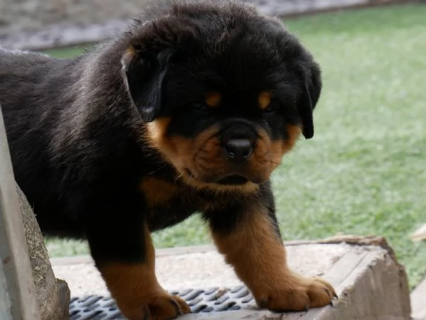 meravigliosi rottweiler per adozione | Foto 1