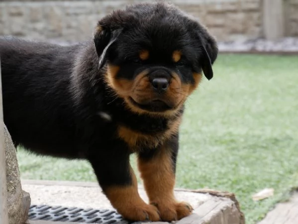 meravigliosi rottweiler per adozione | Foto 0